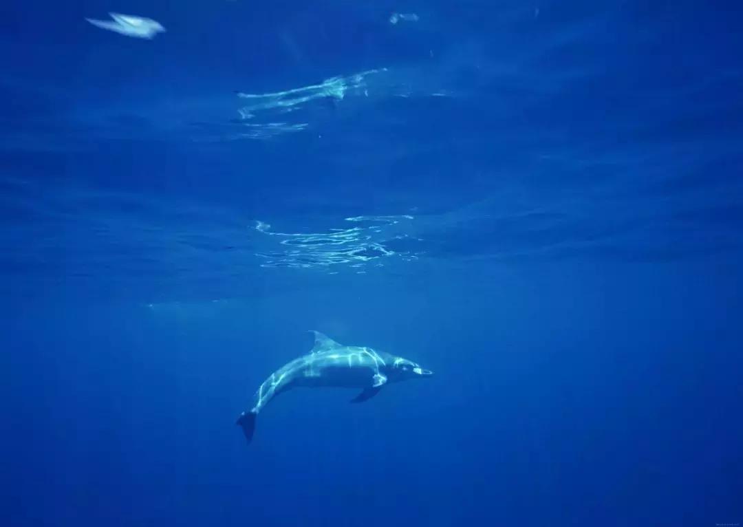 真正的君子是看透了人性,所谓君子是什么意思