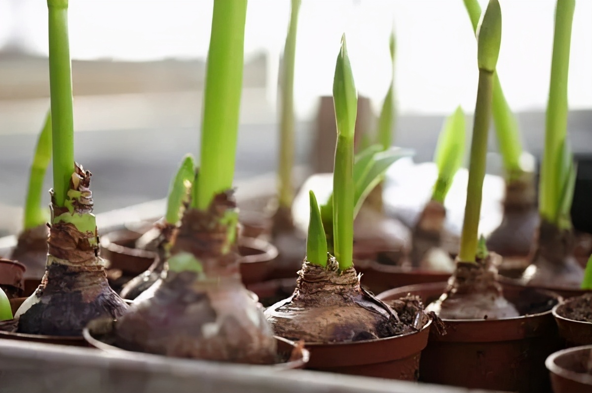 球根种植时间和方法,球根的养殖方法和注意事项