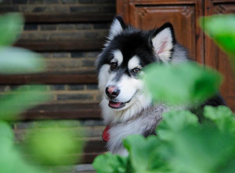 狗狗不容易生病排行榜,狗狗最萌十大排名视频