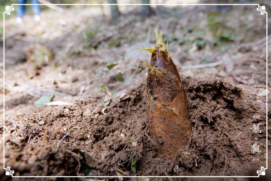 宁波龙观一分钟，浩瀚时间海，弱水一瓢饮