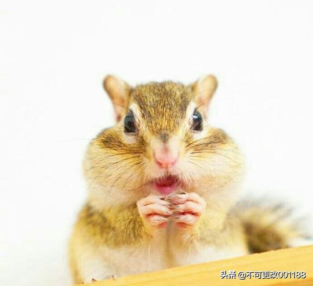 松鼠病了,有一种病叫松鼠症