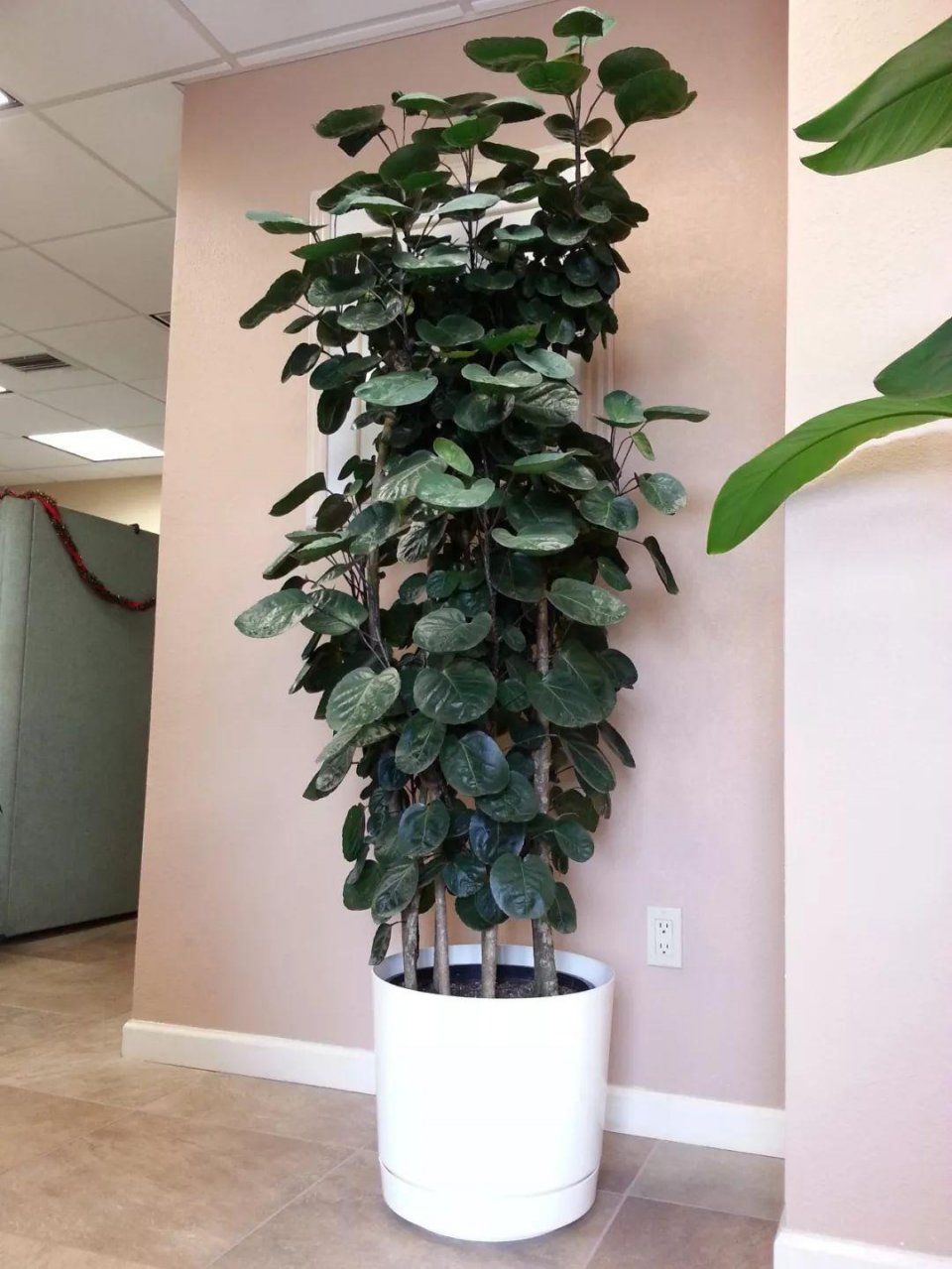 适合阳光暴晒的观叶绿植,适合室内养的高端观叶绿植