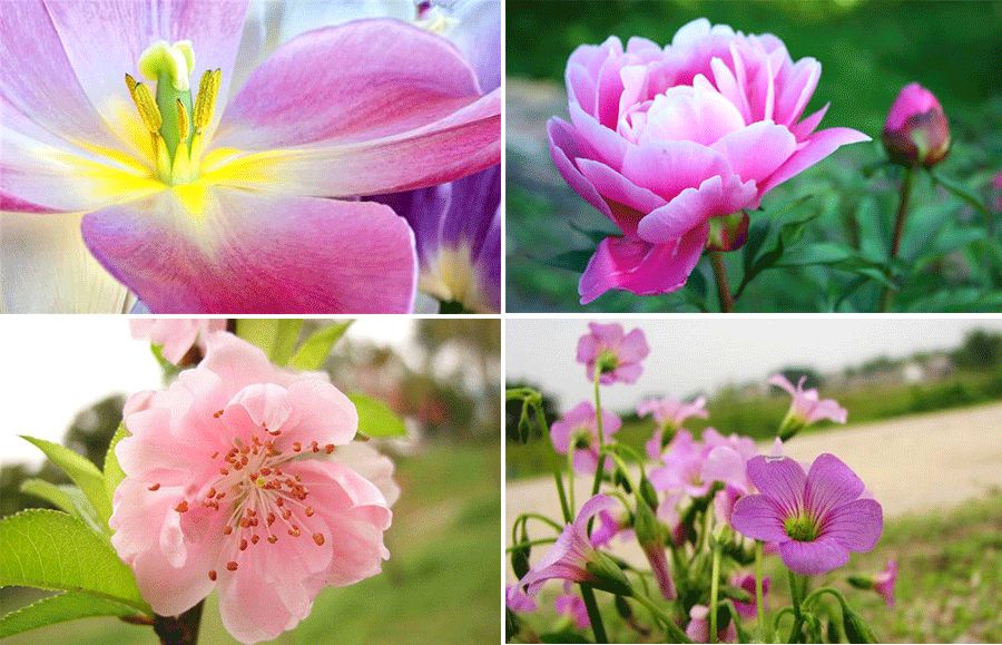 幼儿园油画棒画花朵简单漂亮,油画教程简单儿童画小女孩