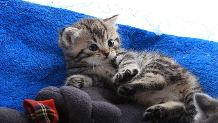 猫咪打完狂犬疫苗后拉稀拉血,猫咪冠状病毒拉稀带血