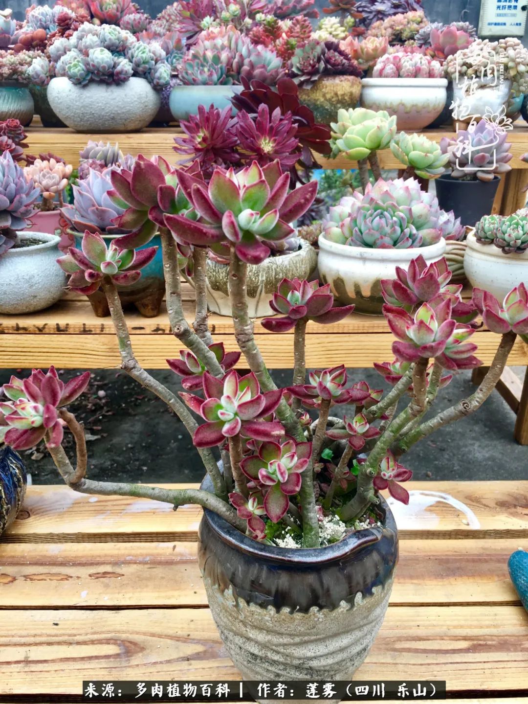 治愈系多肉精灵,初冬携一抹暖阳与多肉相伴