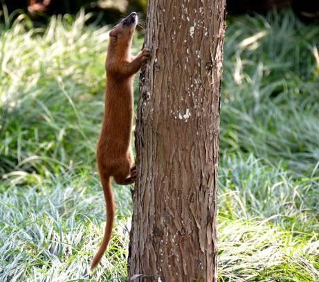 黄鼠狼为什么叫做黄大仙科学原理,老祖宗为什么说黄鼠狼不能抓