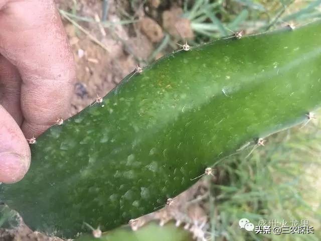 火龙果十大杀菌药,火龙果防病用什么药