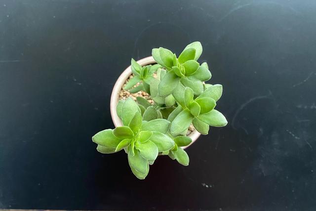 多肉天狗之舞应该如何管理养护,天狗之舞多肉有什么功效