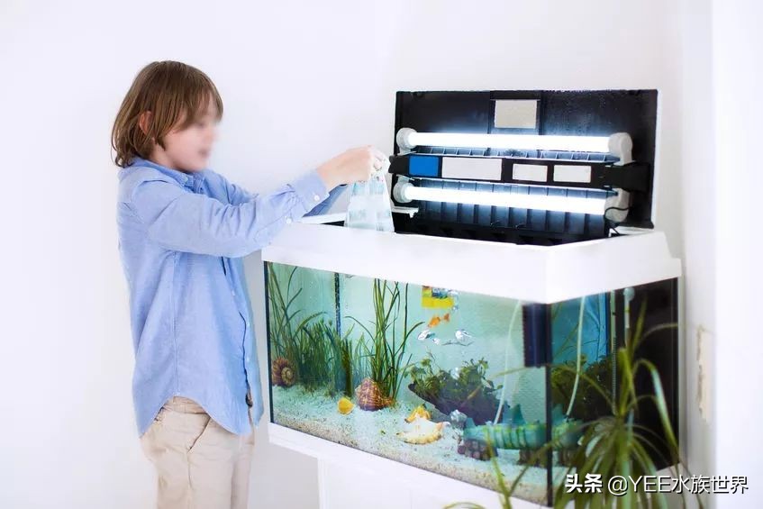 买硝化细菌是不是智商税,硝化细菌买液态的好还是买胶囊好