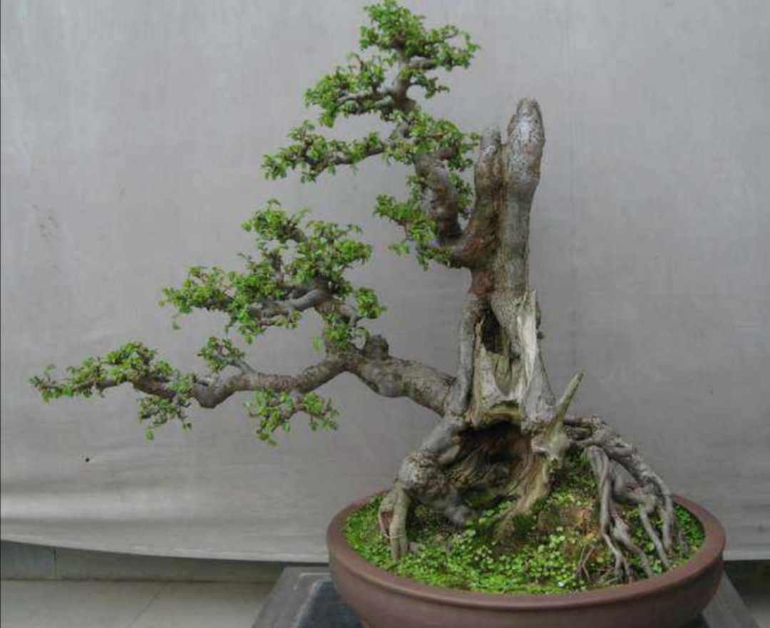 什么样的树耐寒常青可以做盆景,啥树适合做盆景的全过程