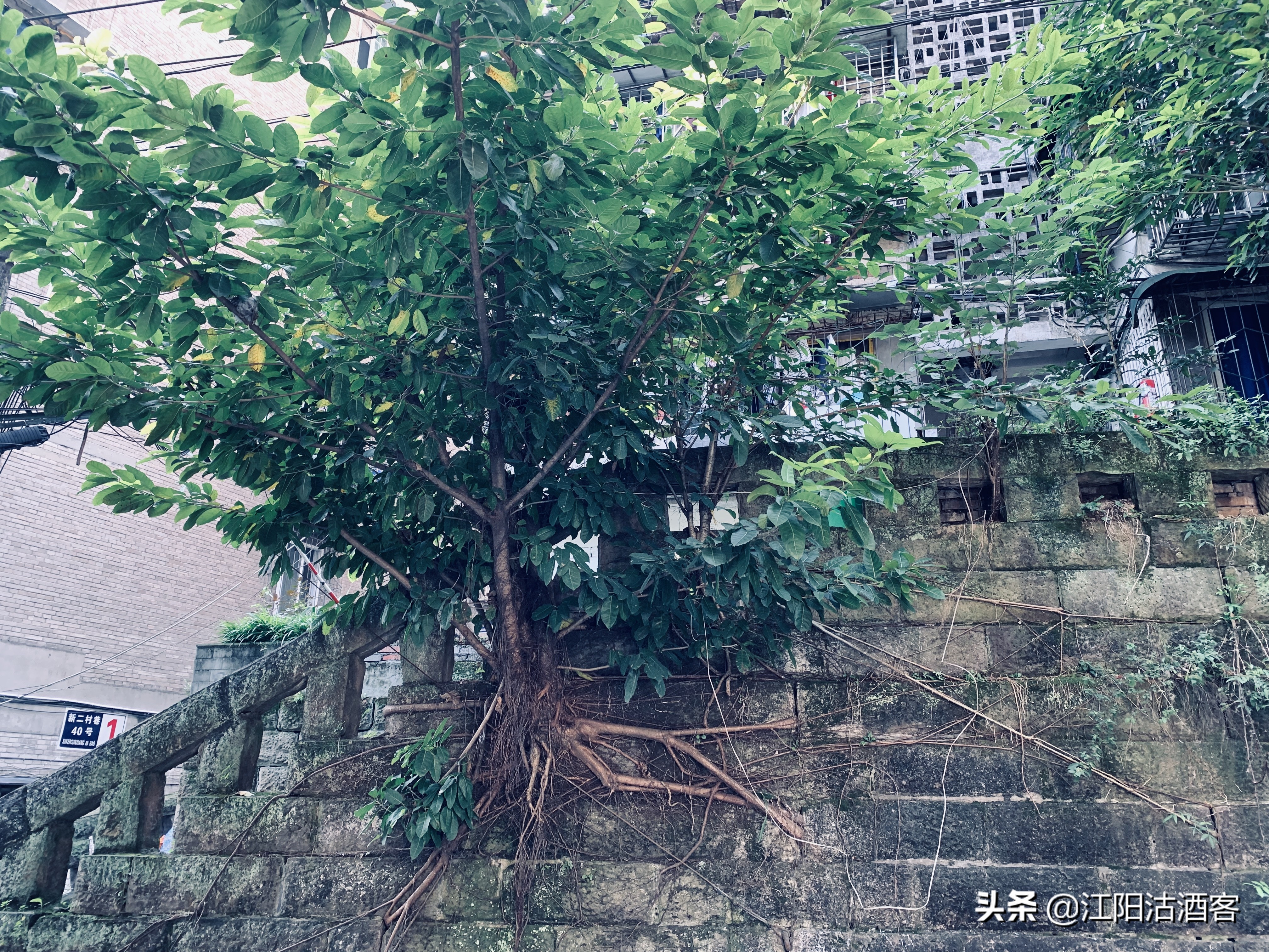 七旬老人讲述烈士的故事,七旬老人的传奇故事