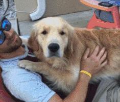 狗吃醋起来比男朋友还难哄,狗子这才是哄女朋友的正确方式