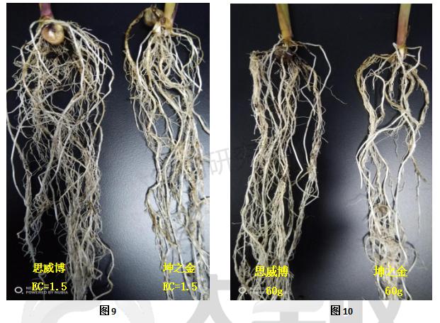 玉米苗黄死苗什么原因,玉米苗施尿素后死苗怎么回事