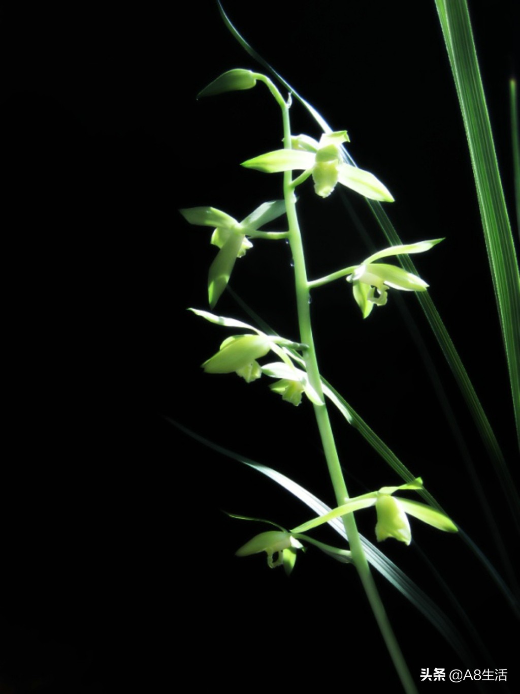 兰花蕙兰十大名品,蕙兰名品大全欣赏