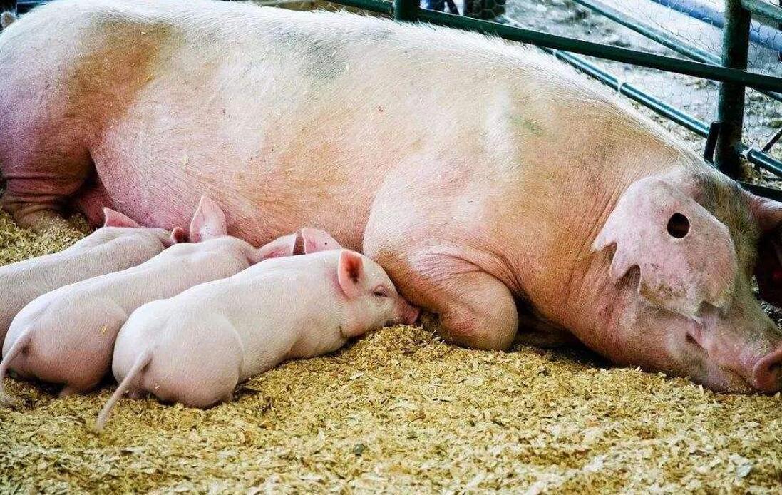 农村没人吃的母猪肉，有人专门收购，它到底有没有危害？