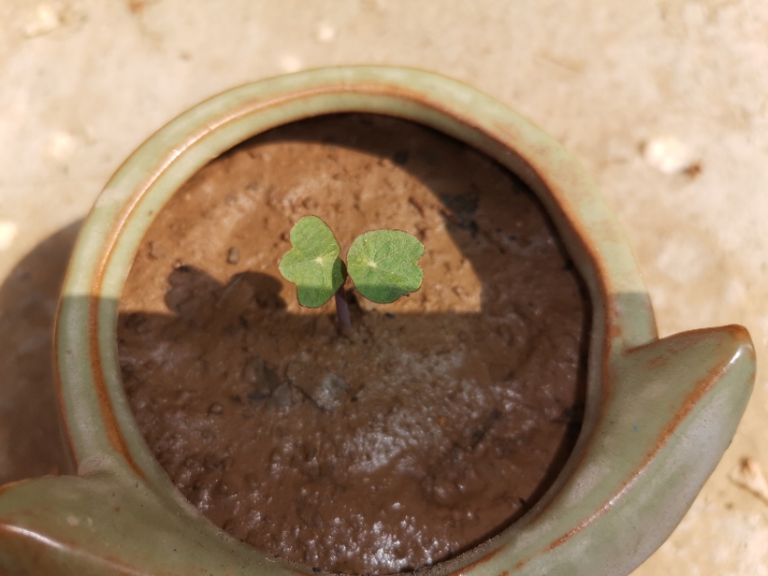 如何让一颗种子快速发芽,怎么让一颗种子发芽