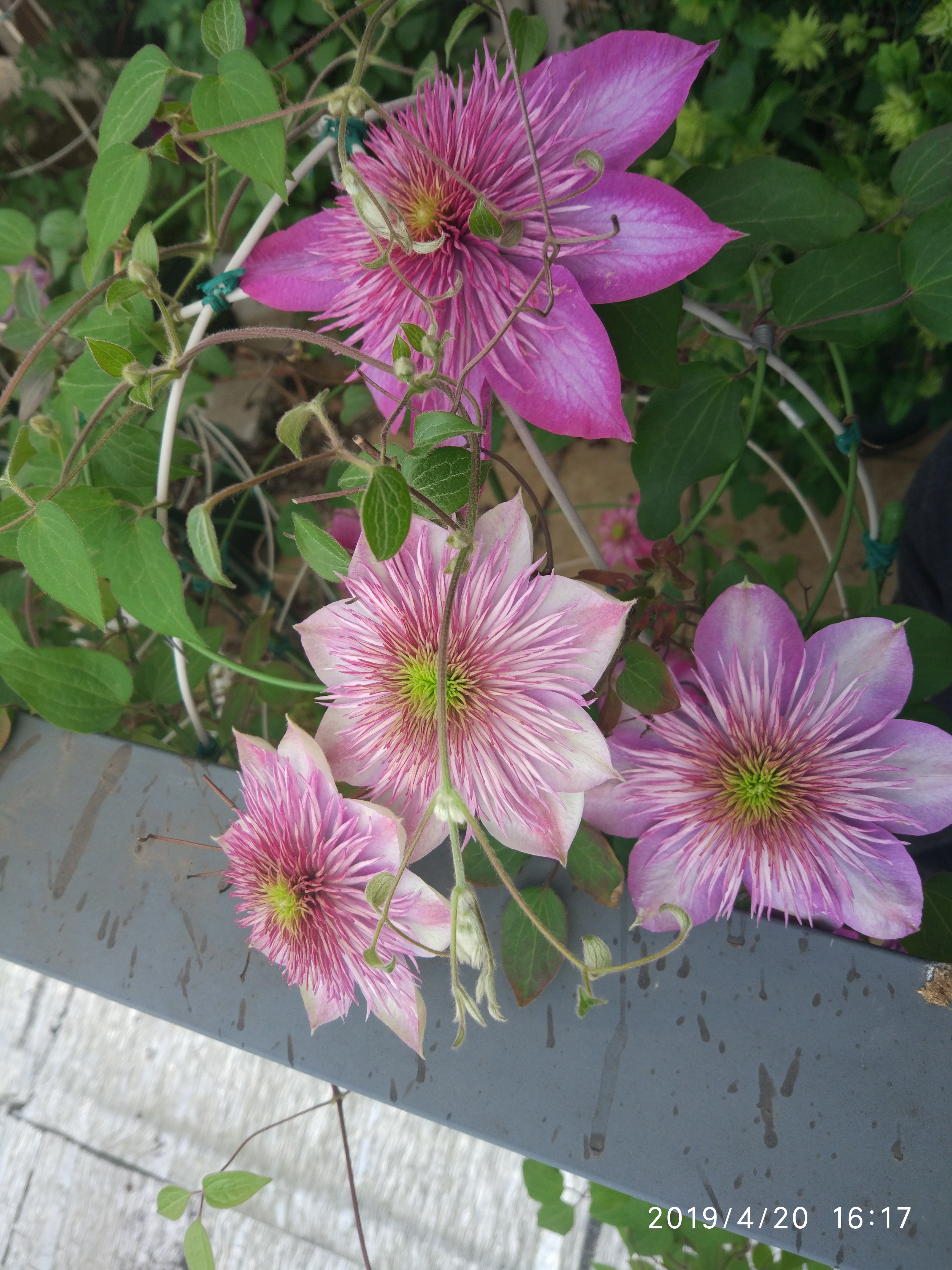 王药师清脉通,王药师的用药宝典