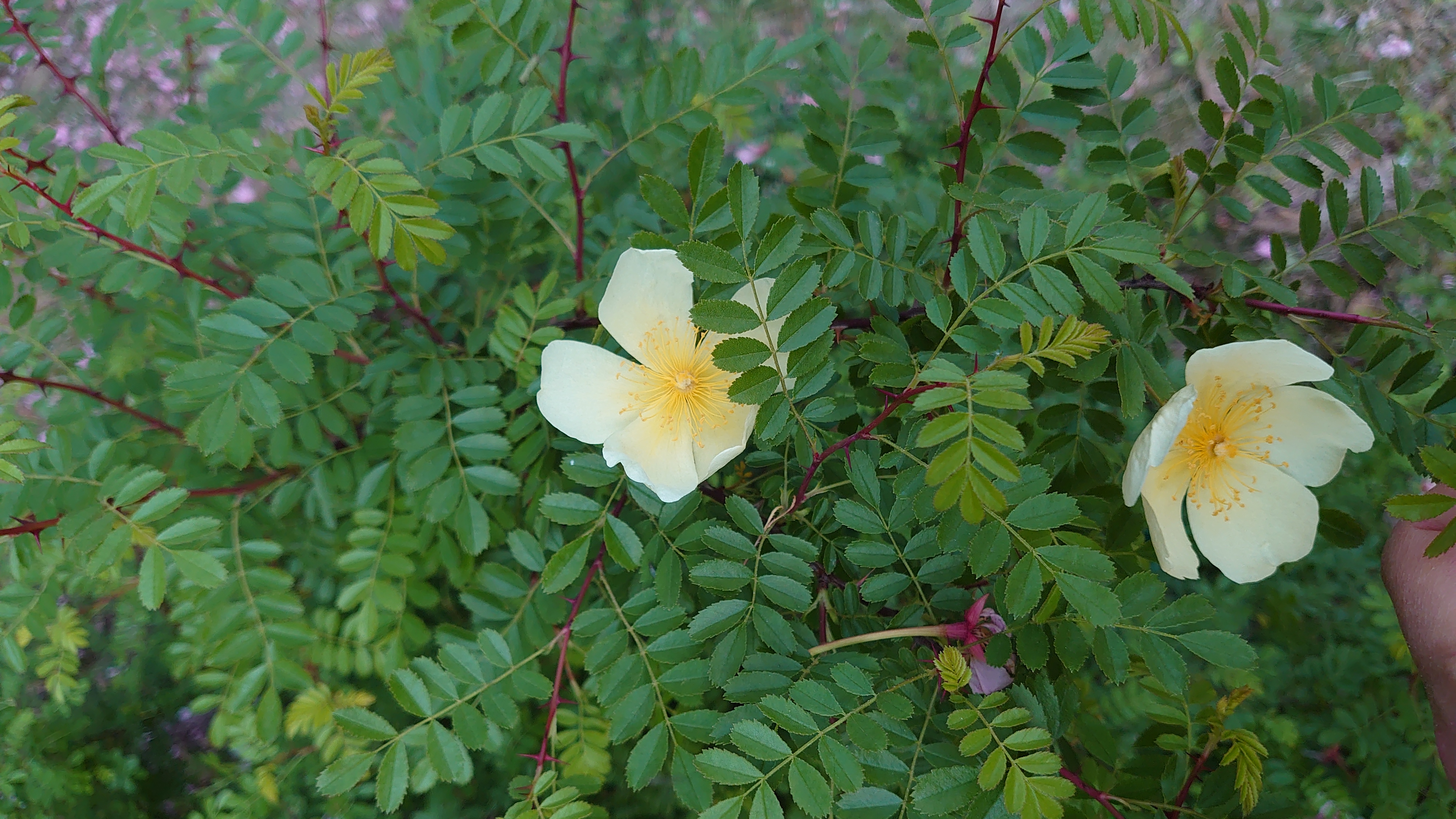 索尼微单手机xperia5i,索尼xperia5ii深度评测