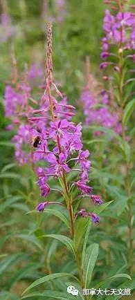 加拿大的国花是什么花,加拿大的国花国树图片