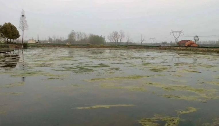 河蟹里面的青苔怎么处理,河蟹塘控制青苔