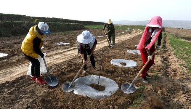 果树出现弱芽或隐芽如何补救,果树出冬芽怎么处理