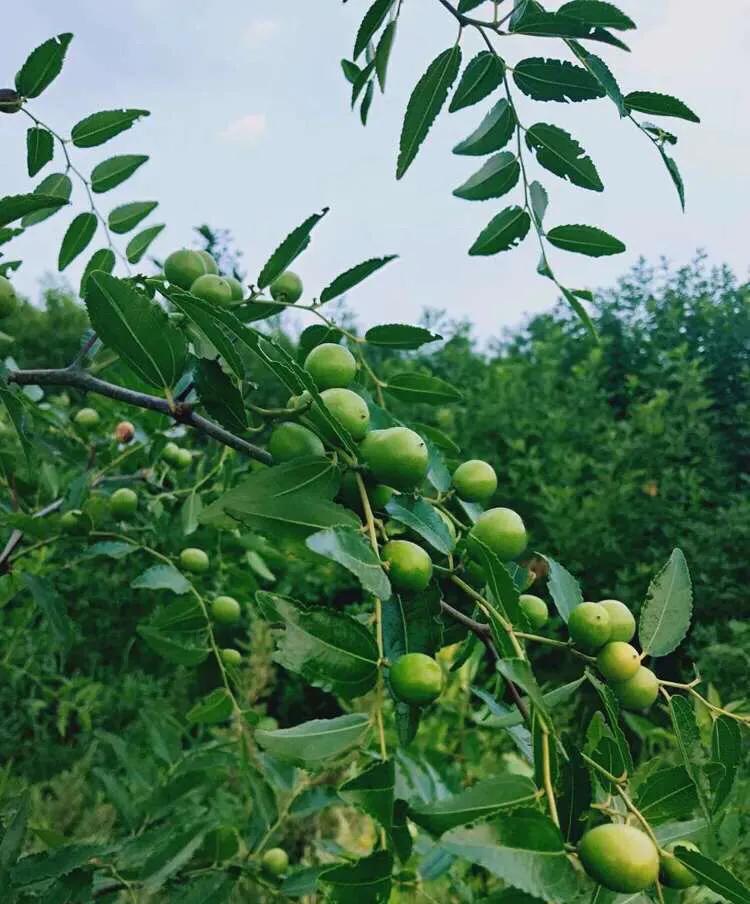 植物百科知识大全儿童,植物百科app