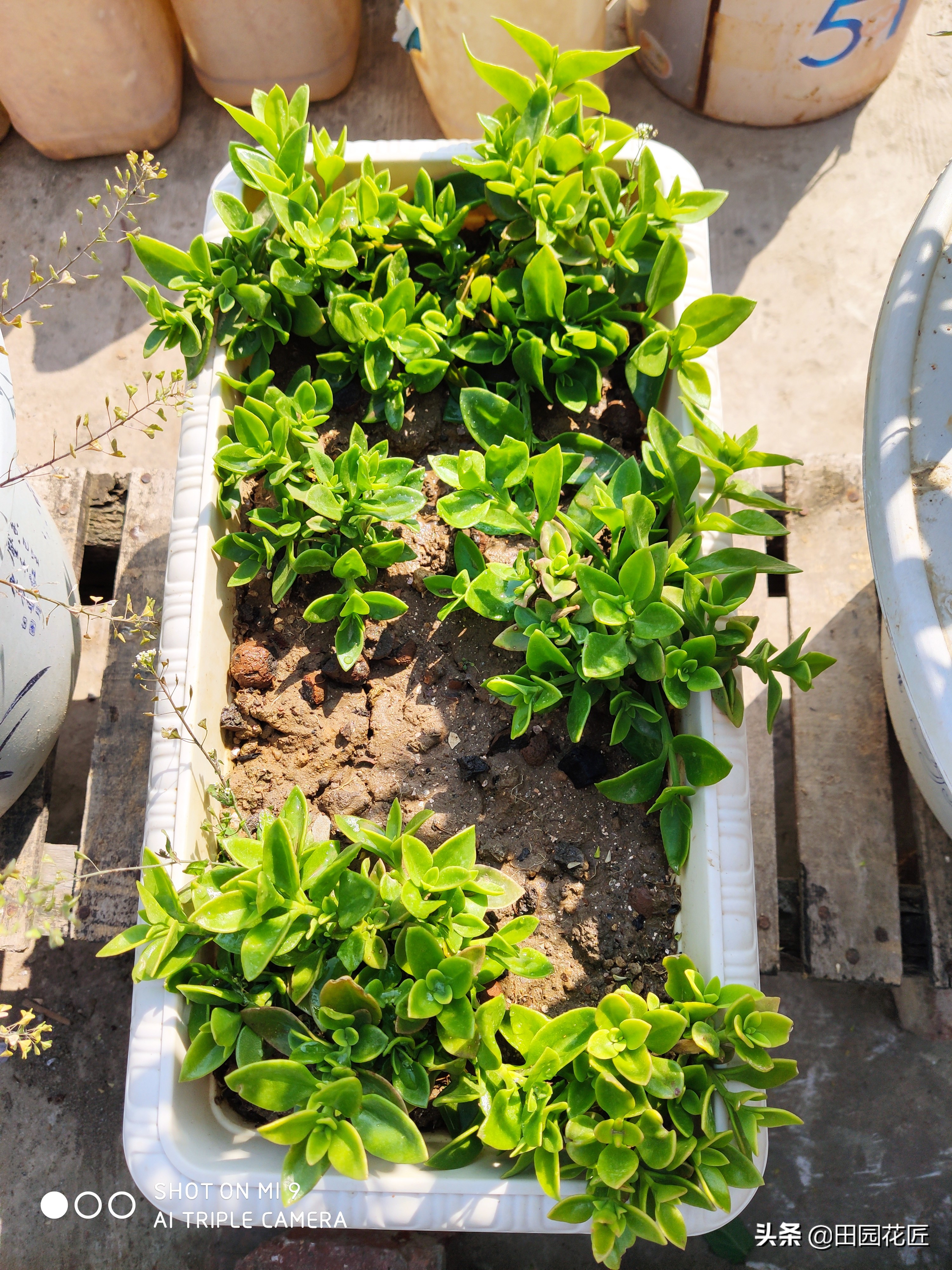 牡丹吊兰叶片黄？听听养殖老手的养殖经验分享，轻松找到黄化原因