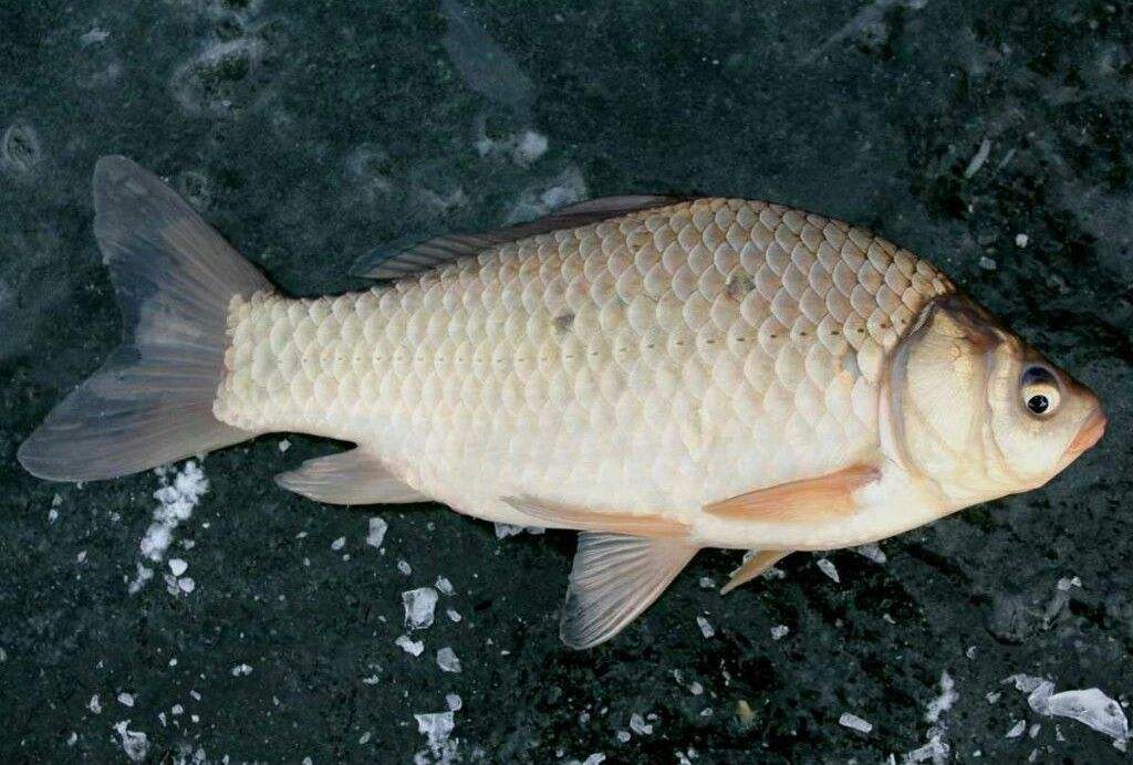 适合新手入门不挂底钓法,鱼口好的野钓钓点