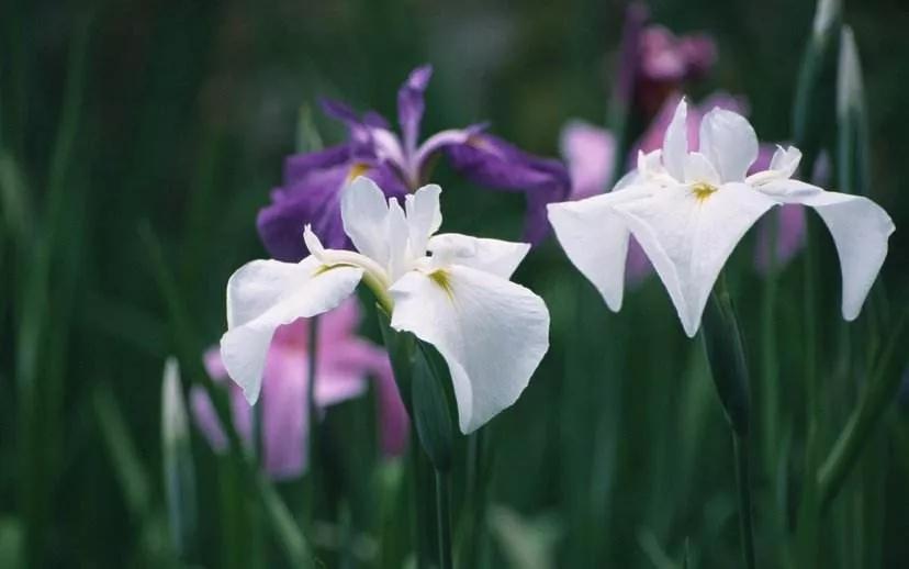 世间发生的一切都是好事,世间美好都会恰逢其时