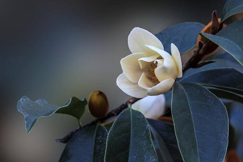 诗词-花能含笑笑何人？古诗词了的含笑花，如美人含羞，嫣然一笑