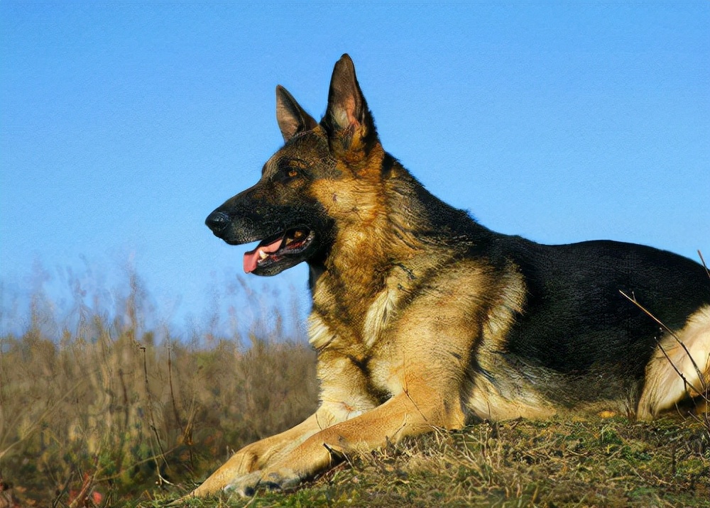 你可以永远相信狗的眼泪,你可以永远相信狗的忠诚