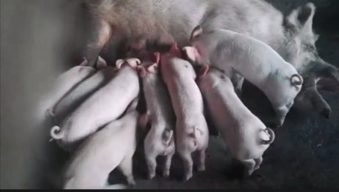 仔猪夏季腹泻,仔猪高烧拉稀怎么办