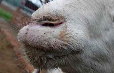 羊口疮的快速治疗土方法,羊口疮防治小妙招