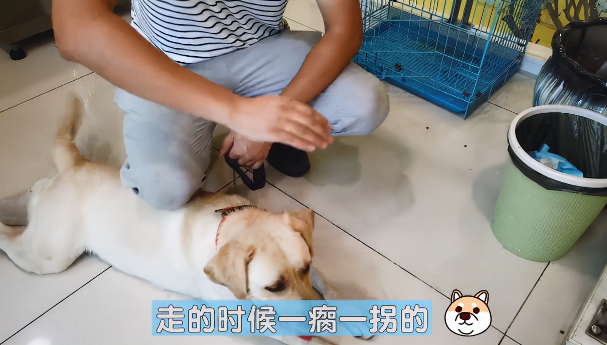 拉布拉多突然瘸了,拉布拉多腿突然瘸了能自己恢复吗