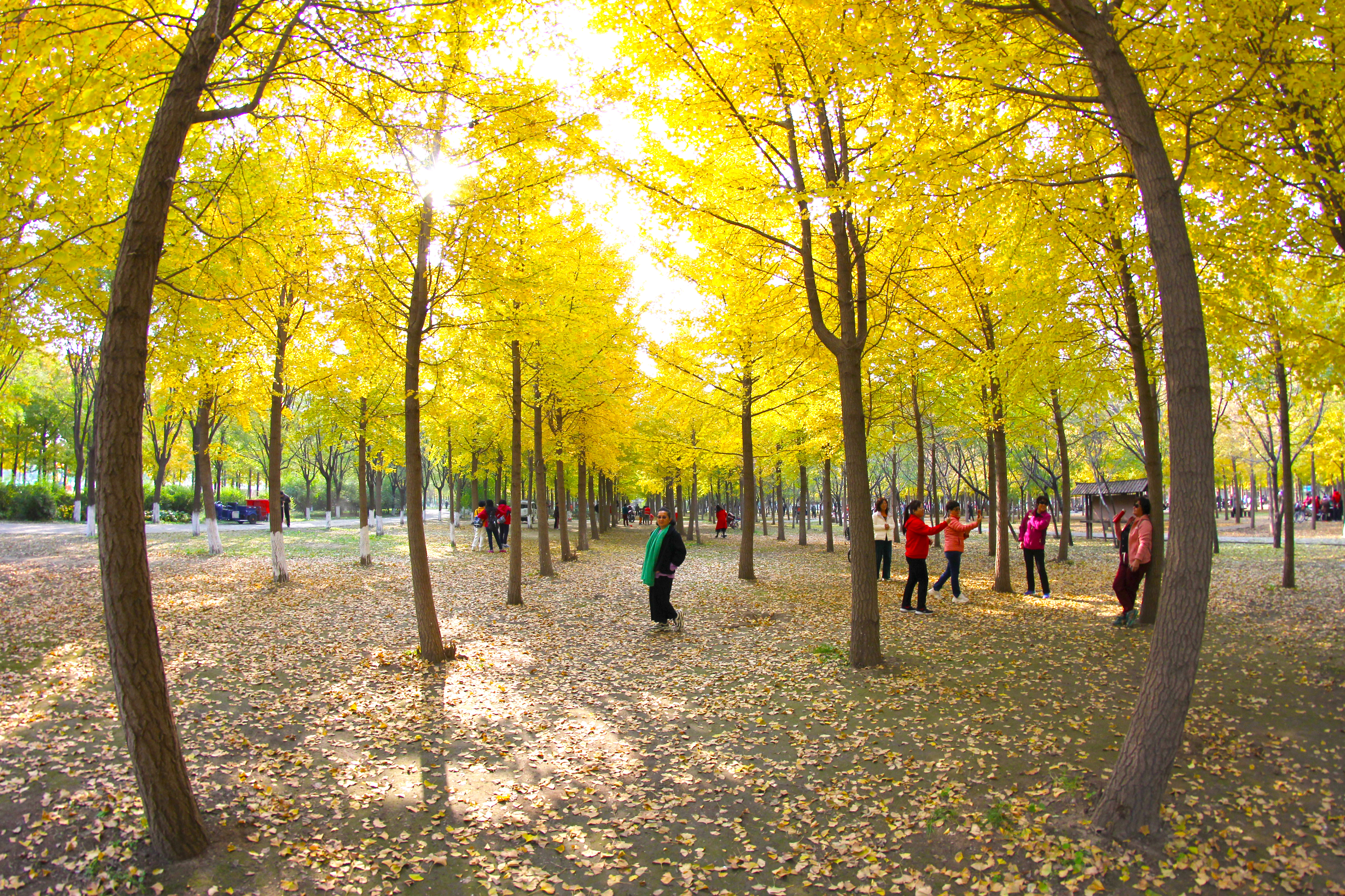 北京小众湿地公园免费,北京看银杏树林