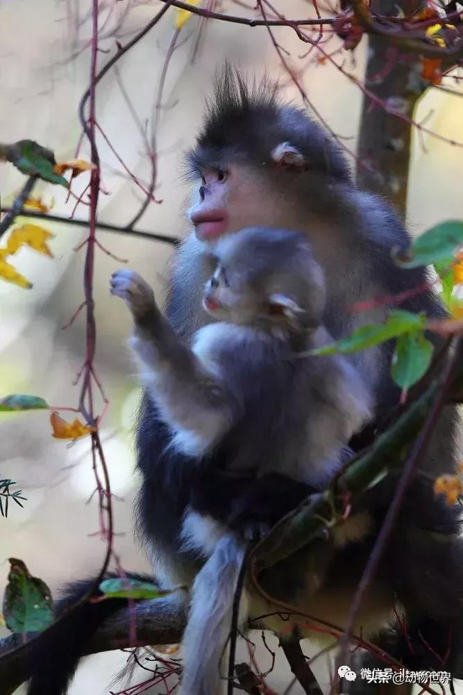 云南滇金丝猴主要栖息地为,中国濒临的动物金丝猴