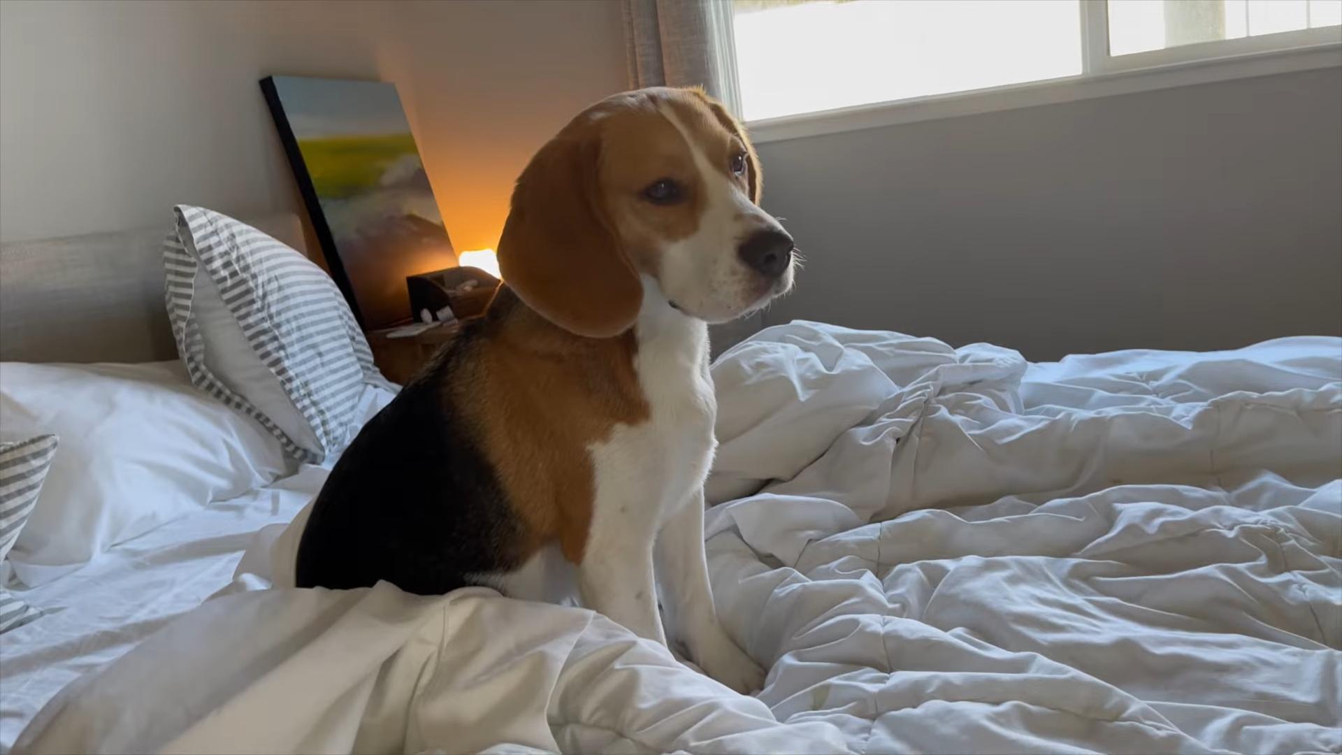 过年狗狗害怕鞭炮,为什么狗狗害怕鞭炮声