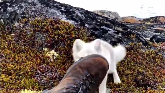 摄影师路遇觅食中的狐狸,摄影师拍到一只可爱的北极狐
