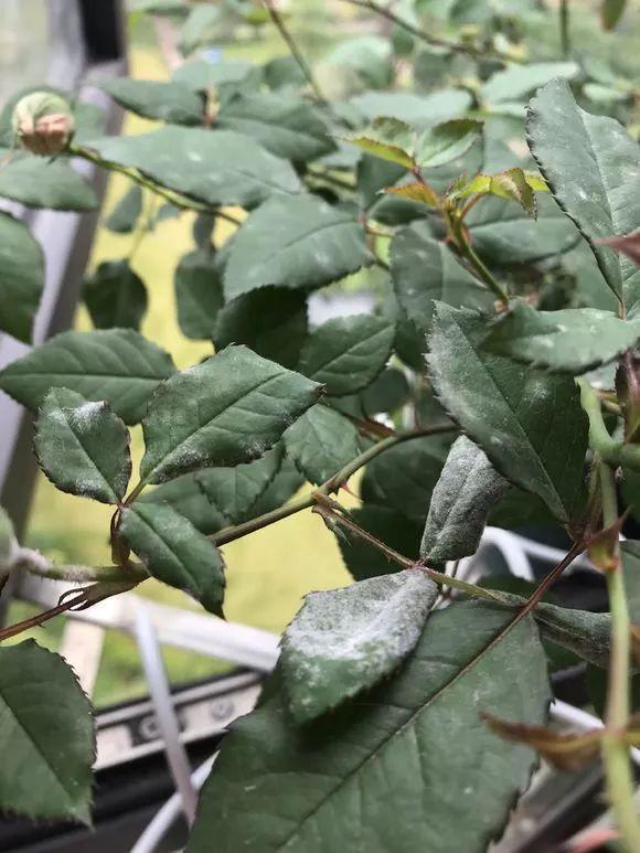 水养花怎么杀虫最快,三角梅生虫自制杀虫水