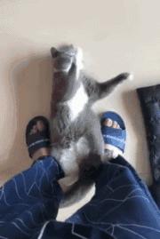 中国大学生为了太极拳考试，已经走火入魔了