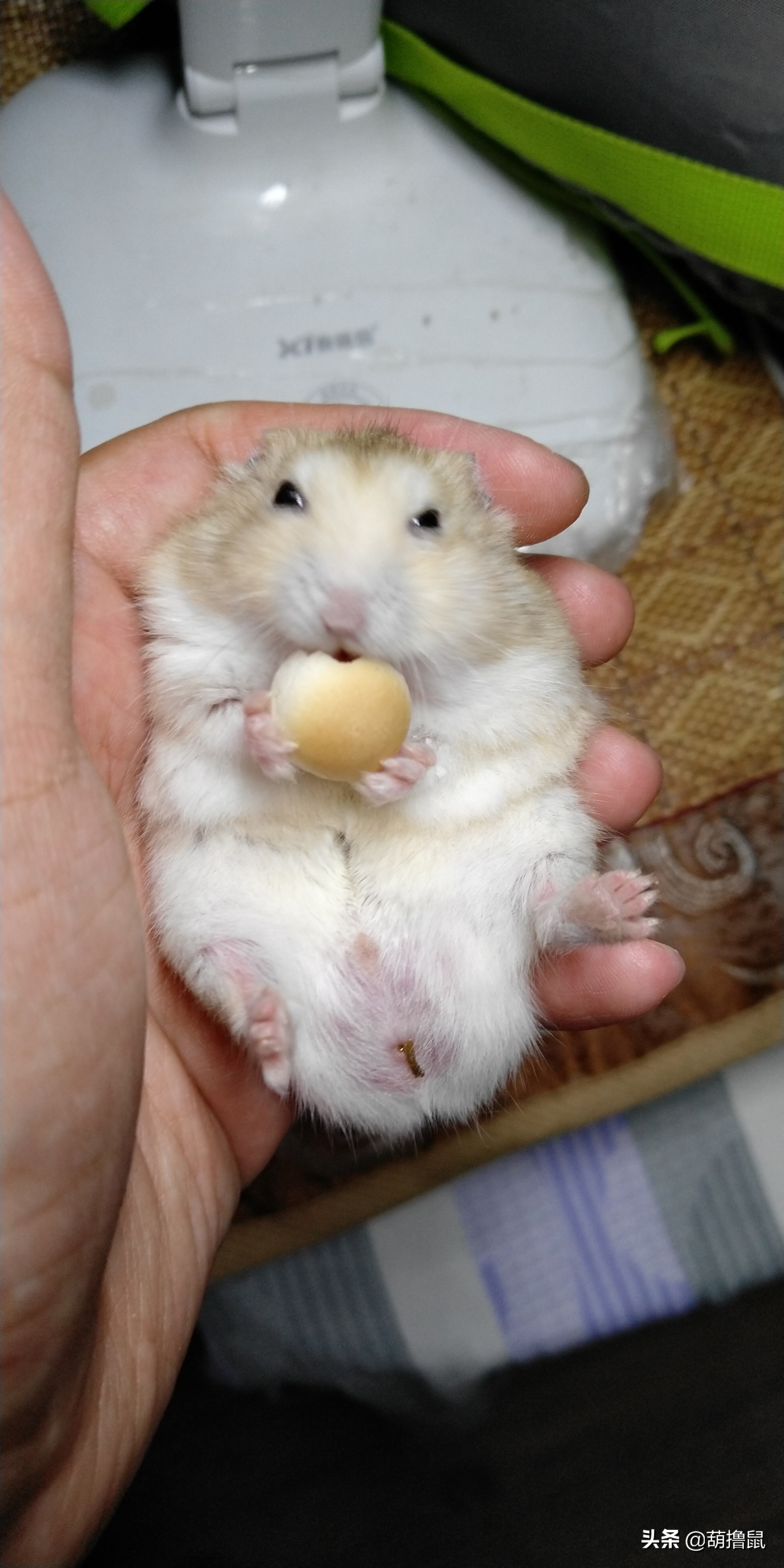 仓鼠繁育注意事项,仓鼠怀孕后的注意事项