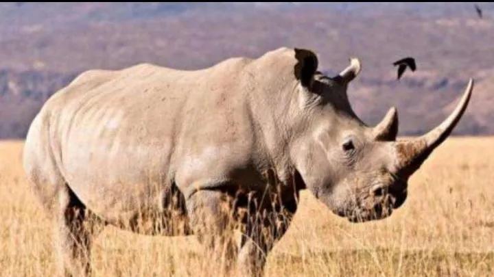 地球上超危险动物杀手,地球消失的恐怖八种动物
