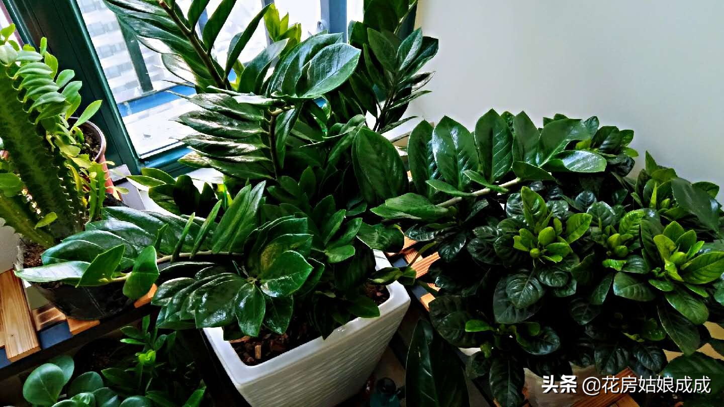 过年回去家里的花怎么办,过年花花草草怎么浇水