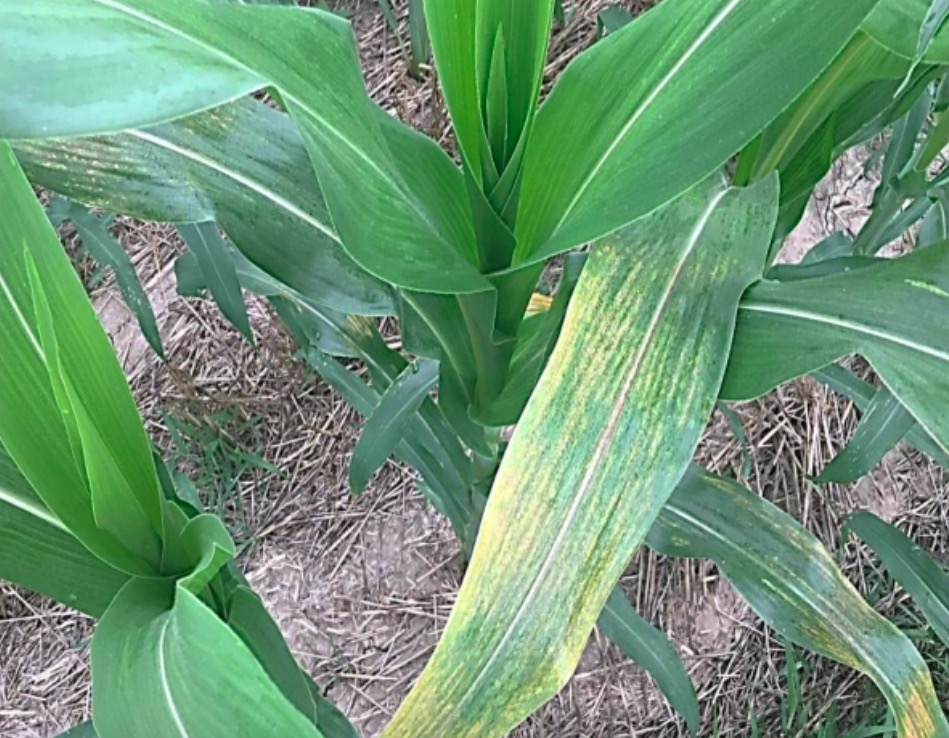 玉米叶子上有黄点怎么回事,玉米叶子上起疙瘩怎么办