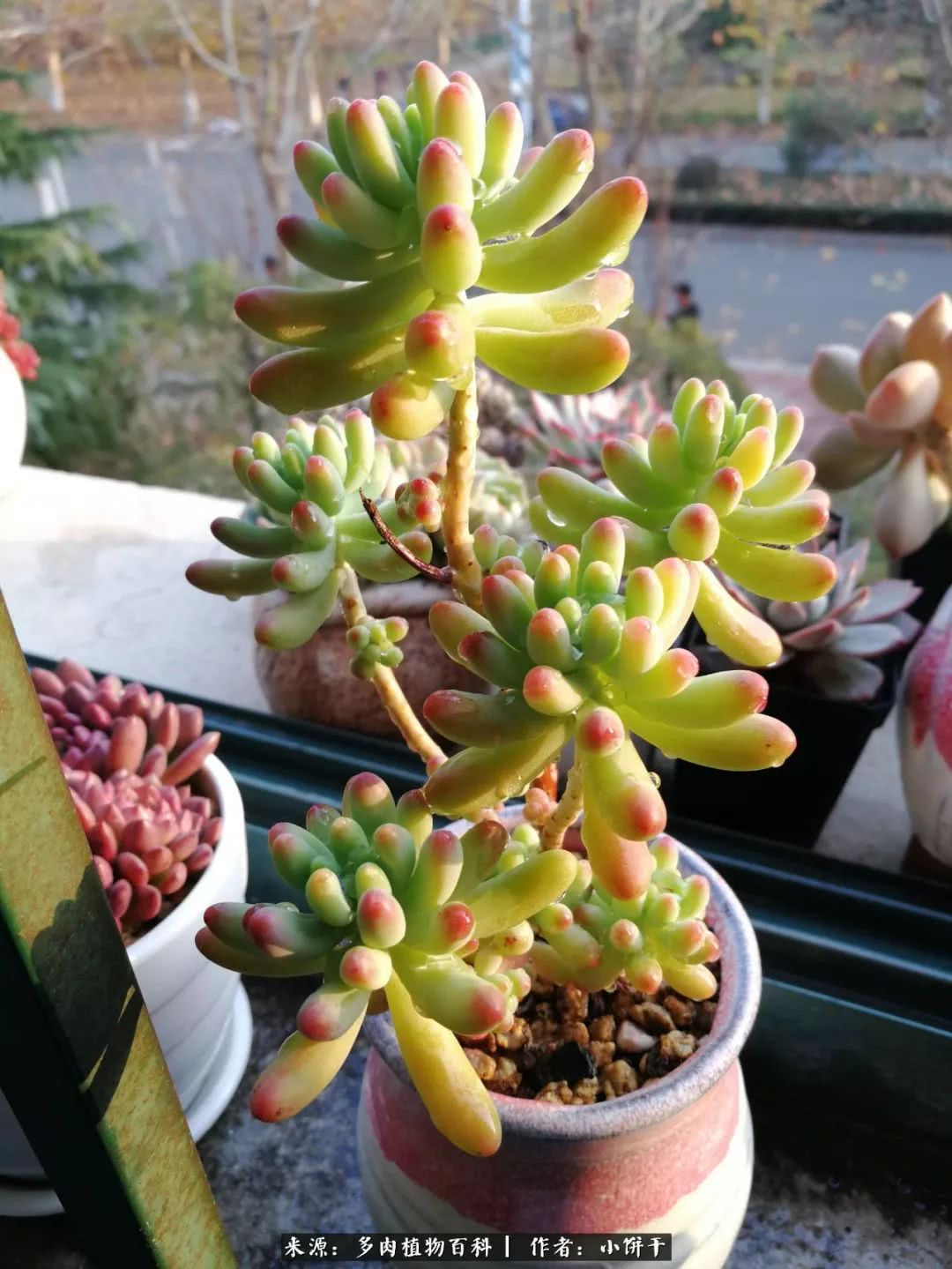 无肉不欢的肉瘾少女，日日沉迷于美色无法自拔！