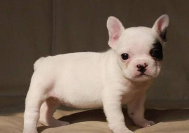 2个月小狗拉稀不吃东西怎么办,小狗拉稀拉血怎么回事还有救吗