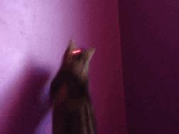 为什么猫咪喜欢抓光点,猫为什么喜欢抓激光笔