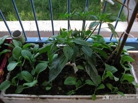 四月份适合在阳台上种植的蔬菜,阳台上种植营养液体蔬菜