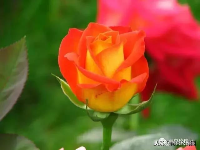 「花师傅开课啦」爱花人必知！南京*瑰园玫**为你科普百种玫瑰