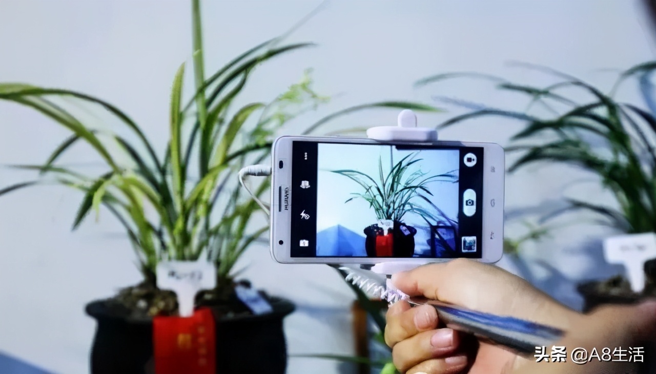 蒙山之春此花浓妆艳抹,彩块鲜红,是养兰人争相收藏的精品